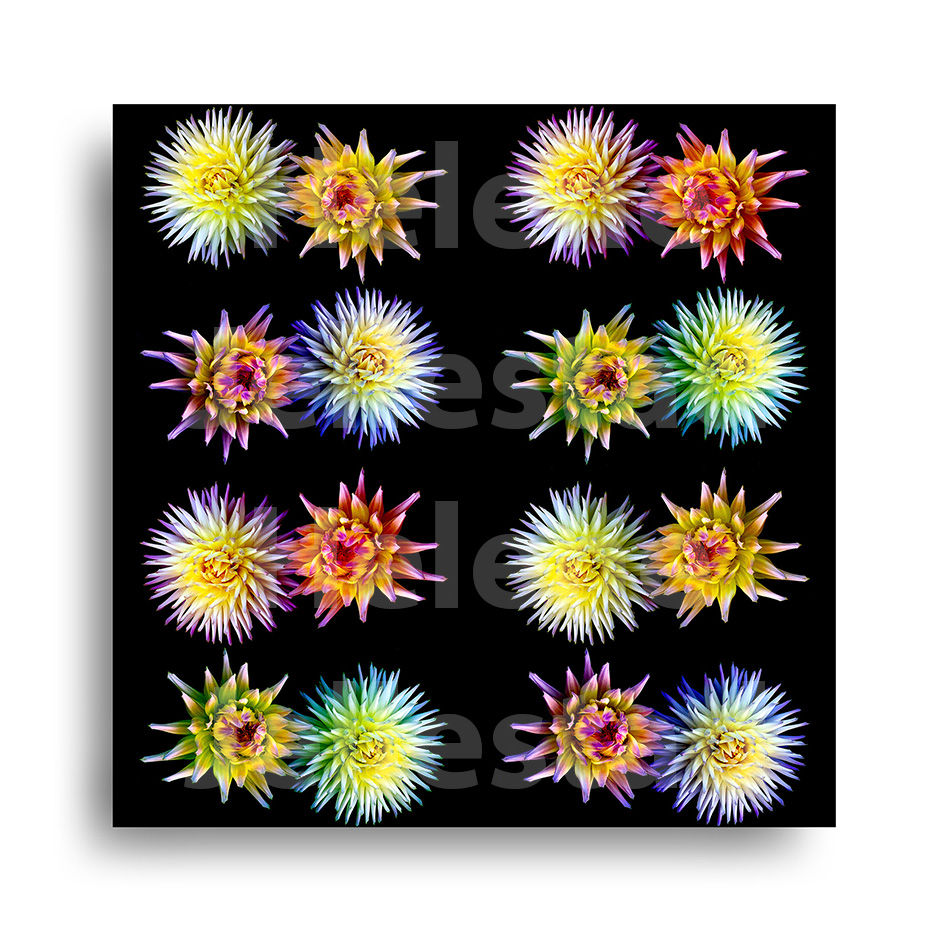 Fotokunst | EXOTICA - 2 (100 x 100 cm)