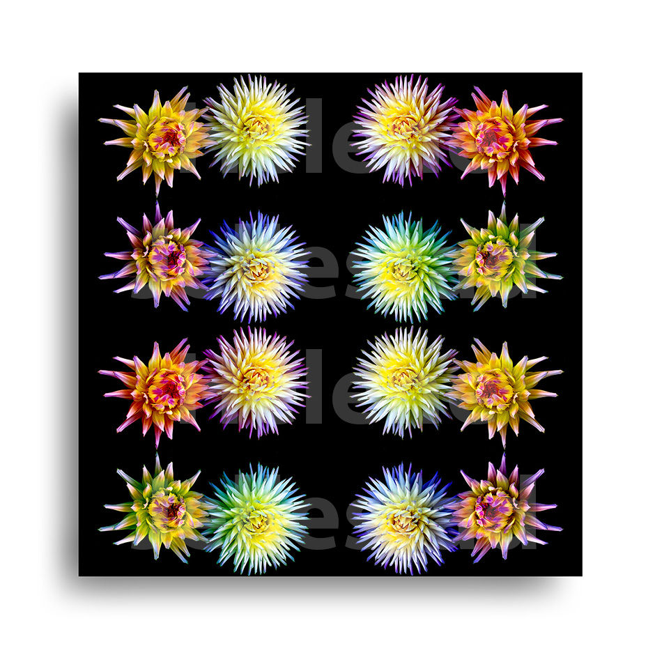 Fotokunst | EXOTICA - 3 (60 x 60 cm)