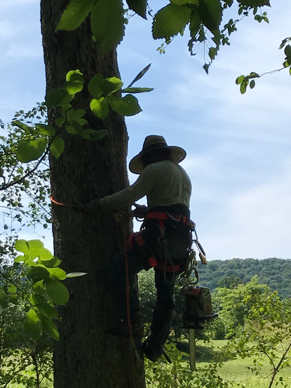 Tree Service