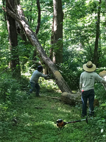 Tree Service