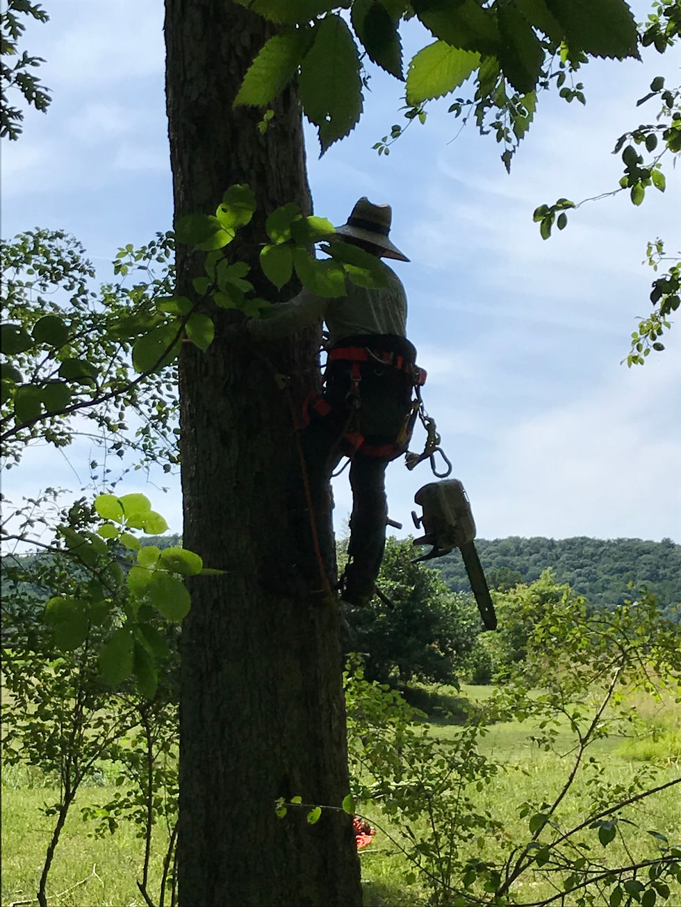 Tree Service