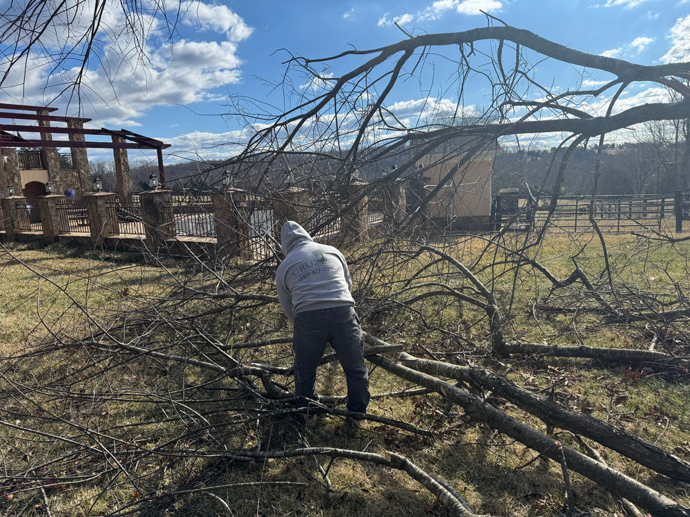 Tree Service