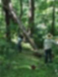 Tree Services
