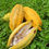 Thumbnail: Cacao