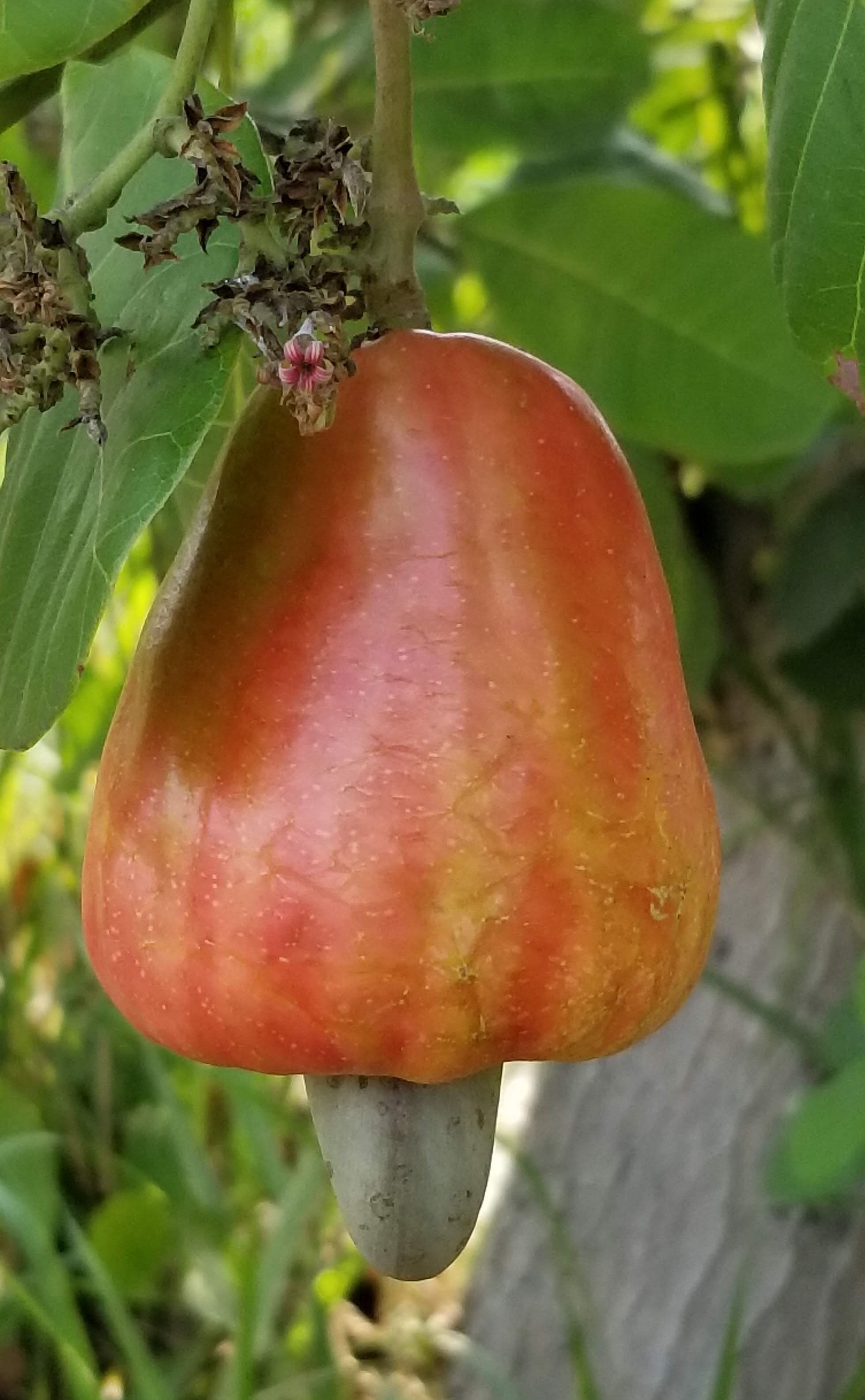 Marañón o Cashew nut