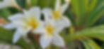 plumeria2.jpg