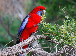 Crimson Rosella.jpg