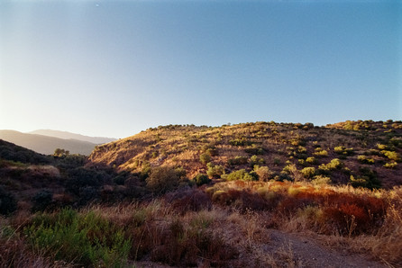 hills with shrubs and bushes