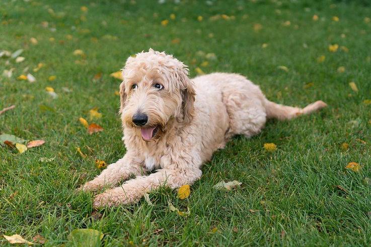 Golden Doodle.jpg