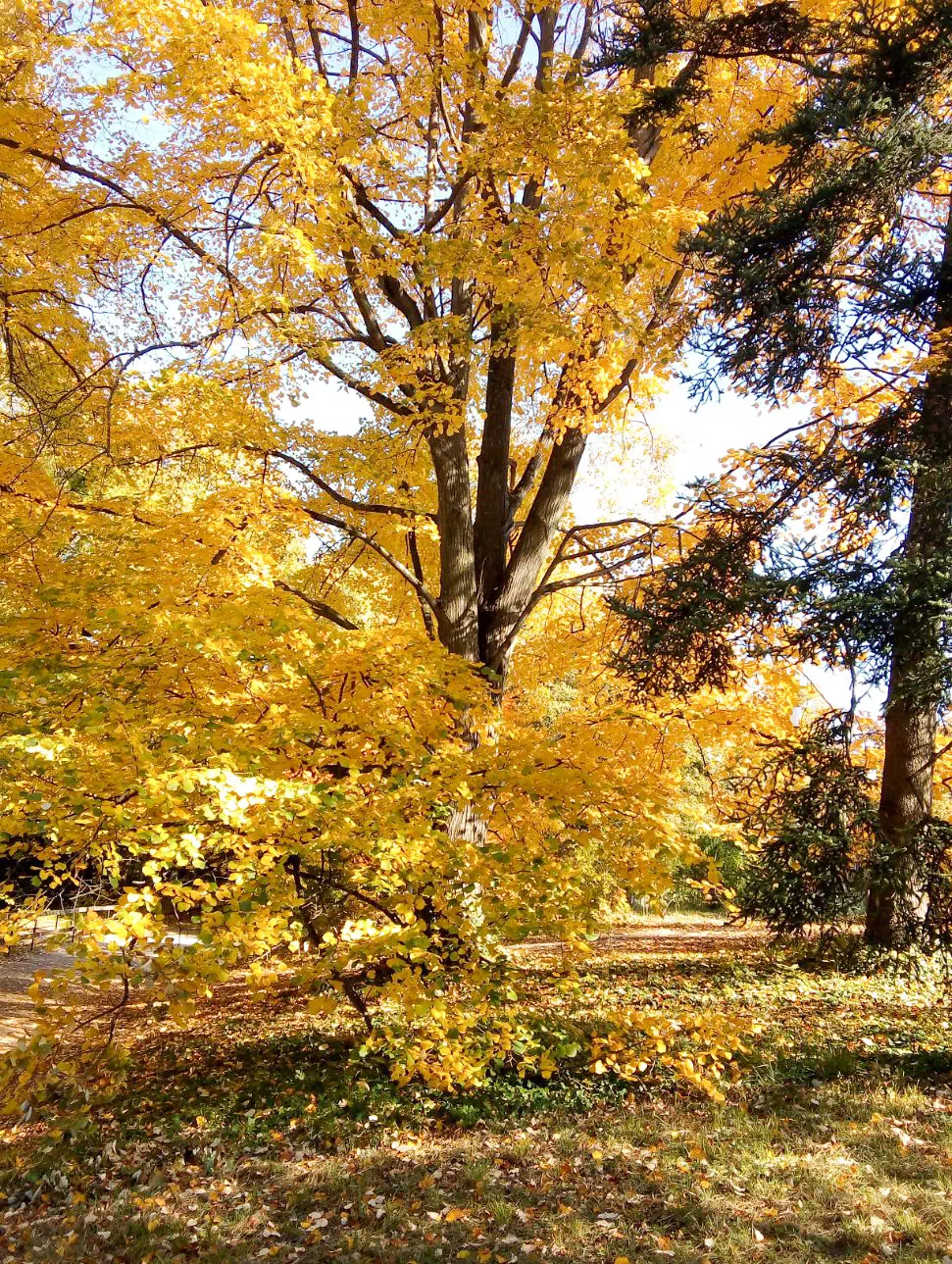 alt. Automne, Octobre, Chêne, Marron, Parc, Lyon