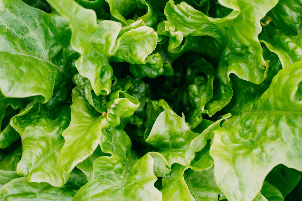 lettuce.jpeg