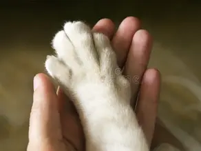 The Ethical Quandary of Declawing Cats and Tail Docking Dogs: My Journey as a Vet Tech