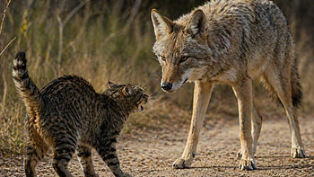 A tabby cat hisses at a curious coyote on a dirt path, grasses in the background. The scene is tense, with earthy tones throughout.