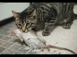 The Myth Debunked: Cats as Effective Rat Controllers