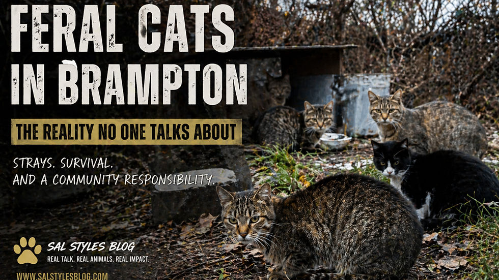 Feral cats in a wooded area with text: "Feral Cats in Brampton. The Reality No One Talks About. Strays, Survival, and a Community Responsibility."