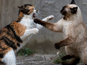 Two cats, one calico and one Siamese, face off aggressively, mouths open, in a concrete setting. Tense mood, fur standing on end.