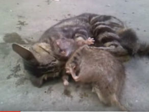 The Best Cats for Hunting: Why Bengal Cats Lead the Pack