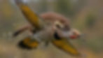 A small weasel clings to a yellow and brown speckled bird flying in a blurred, natural setting, appearing tense and dramatic.