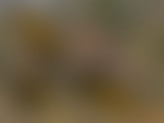A small weasel clings to a yellow and brown speckled bird flying in a blurred, natural setting, appearing tense and dramatic.
