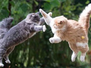 Cats Fighting