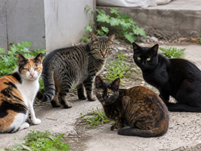 Feral cats group calico black Tortie and Brown Tabby