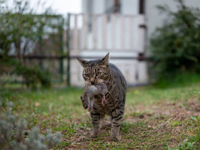 Cats have served as expert hunters for centuries, originally bred for their prowess in vermin control.