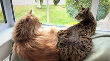 The Complexities of Keeping Maine Coons with Hybrid Cats: A Comprehensive Guide