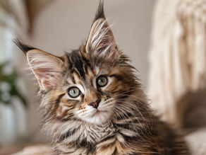Fluffy Maine Coon kitten with large ears and tabby fur gazes curiously. Soft, beige background with plant. Cozy and calm atmosphere.