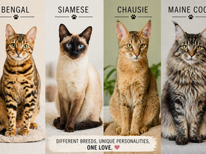 Four cats: Bengal, Siamese, Chausie, and Maine Coon. Each is photographed frontally. Text reads "Different breeds, unique personalities, one love." Neutral background.