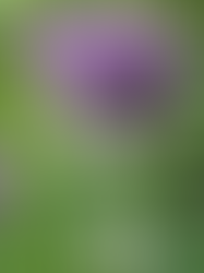 ALLIUMS! (the flower!)