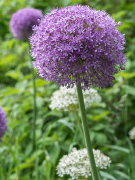 ALLIUMS! (the flower!)