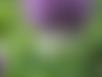 ALLIUMS! (the flower!)