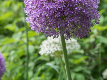 ALLIUMS! (the flower!)