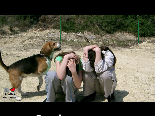 11 Rousky chien éducateur