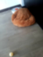 a cat bed on the floor. the cat is hiding underneath the bed.