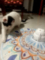 A black and white cat paws at a colorful patterned toy on the floor. A chair with red upholstery is in the background.