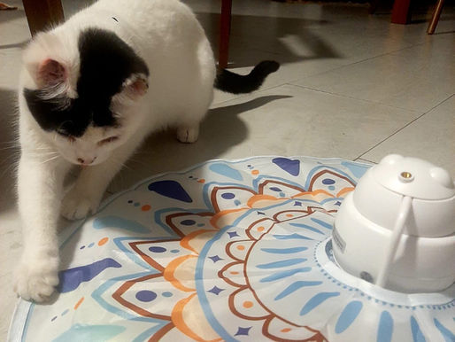 A black and white cat paws at a colorful patterned toy on the floor. A chair with red upholstery is in the background.