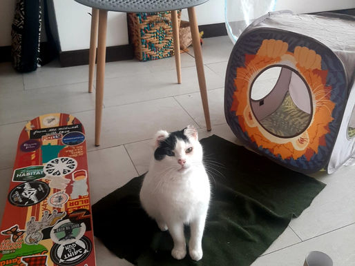 white and black cat sitting on green fabric surrounded by a skateboard, nylon cube, and pole
