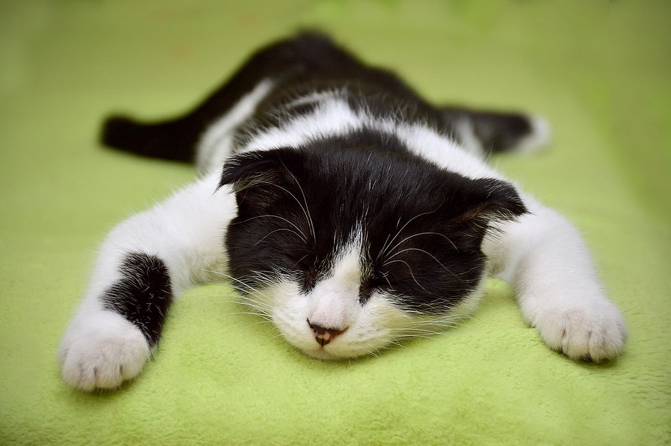 Black-and-white cat sleeping sprawled on a bright green blanket, paws outstretched, peaceful mood.