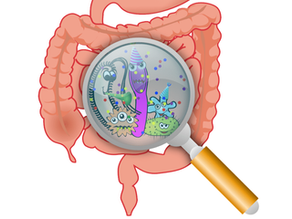 La importancia de microbiota intestinal en nuestra salud