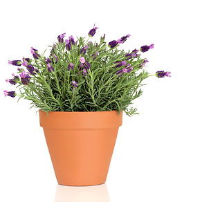 Stoechas Lavender Plant.jpeg