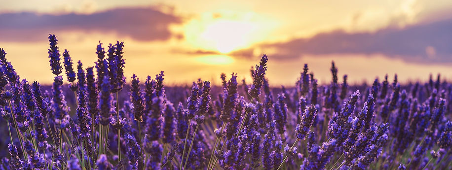 Lavender Field Sunset.jpeg