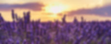 Lavender Field Sunset.jpeg
