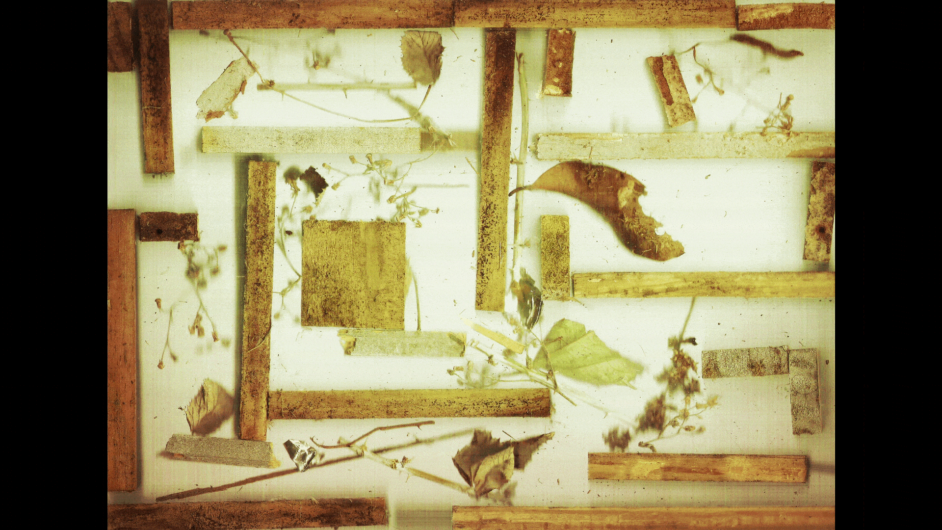 Insect_____phia 2017 Gif. Fotografia por Scanner