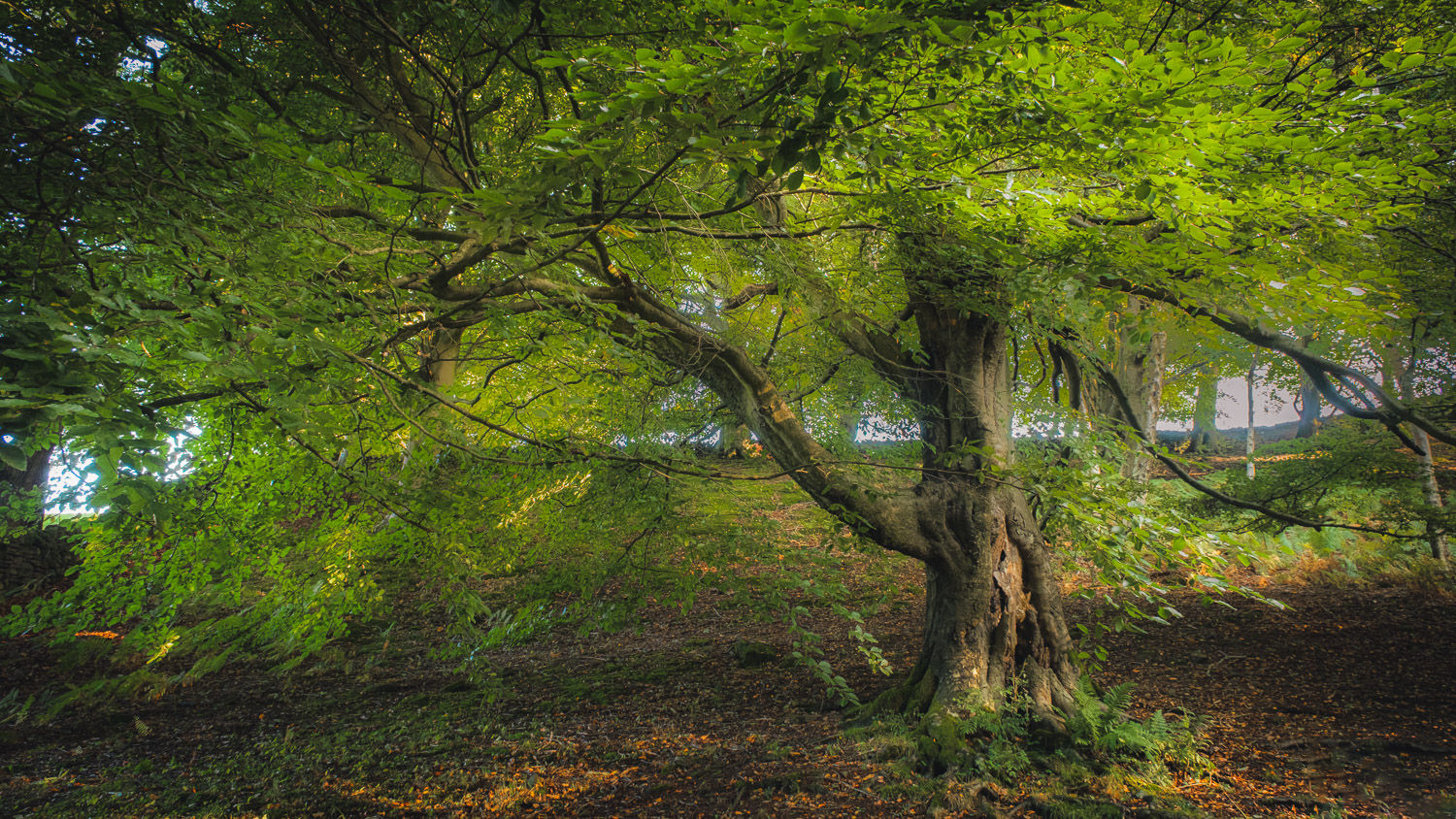 This gnarly old tree is at its finest when it explodes in springtime gree