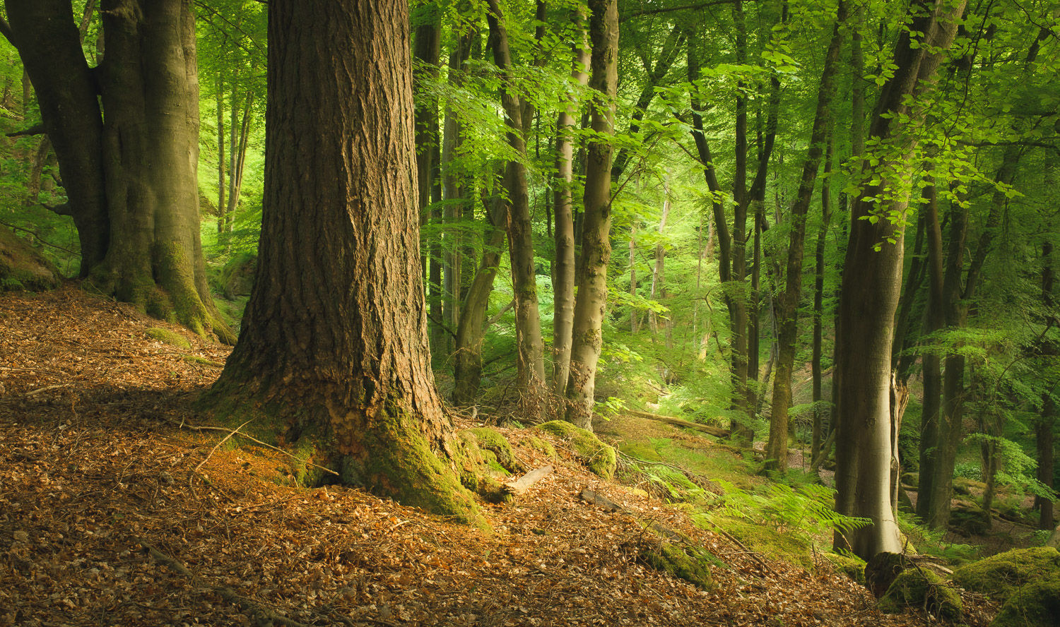 A woodland nature reserve in Nidderdale. It is an enchanting and varied woodland.