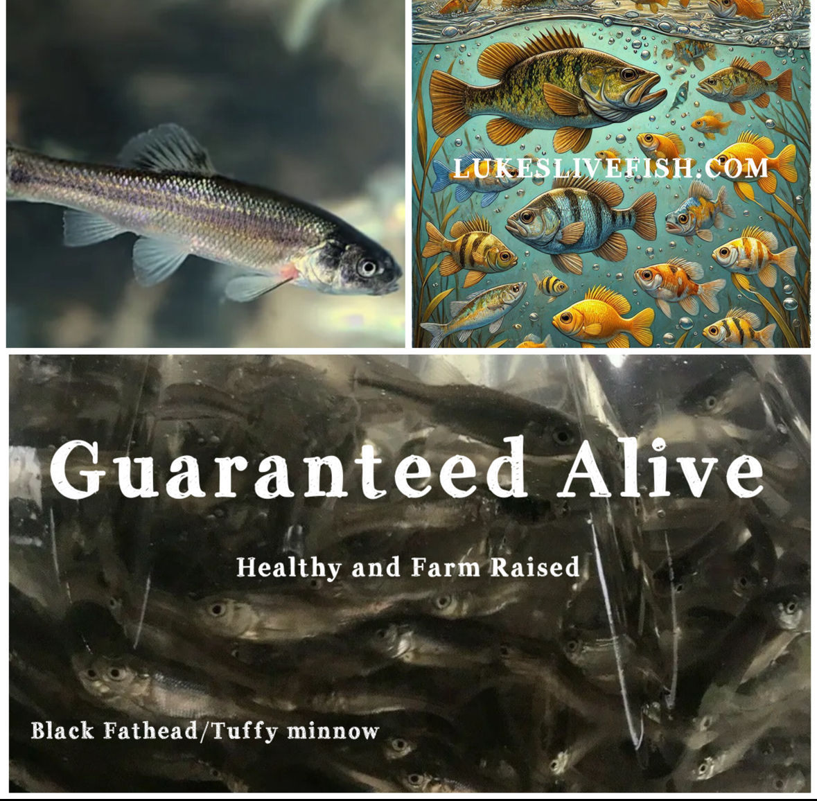 500+ Live Feeder Fish Black Tuffies/Fathead Minnows GUARANTEE ALIVE (FREE UPS)