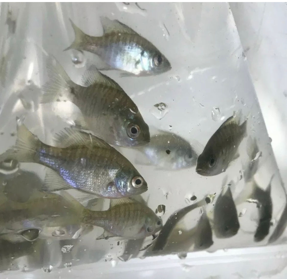 (FREE SHIPING )10+ Live Bluegill Fish (SMALL) GUARANTEE ALIVE