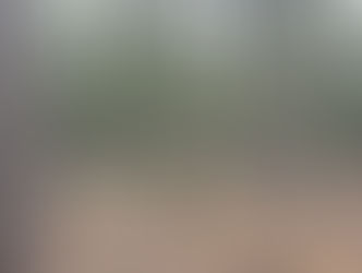 Maximize Your Pine Plantation Profits with Ethical Thinning