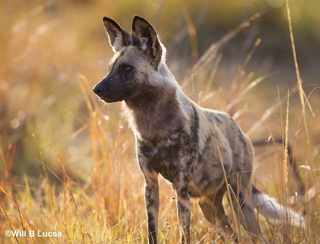 Painted Dog